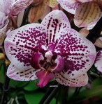 Орхидея Phalaenopsis Sogo Magic (отцвёл) 