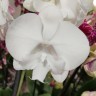 Орхидея Phalaenopsis Charming Crystal Water, Big Lip              