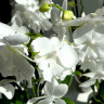 Орхидея Phalaenopsis Charming Crystal Water, Big Lip              