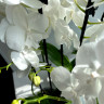 Орхидея Phalaenopsis Charming Crystal Water, Big Lip              