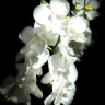 Орхидея Phalaenopsis Charming Crystal Water, Big Lip              