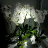 Орхидея Phalaenopsis Charming Crystal Water, Big Lip              