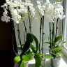 Орхидея Phalaenopsis Charming Crystal Water, Big Lip              