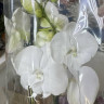 Орхидея Phalaenopsis Charming Crystal Water, Big Lip              