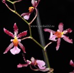 Орхидея Oncidium Katrin Zoch (отцвел)