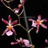Орхидея Oncidium Katrin Zoch (отцвёл)