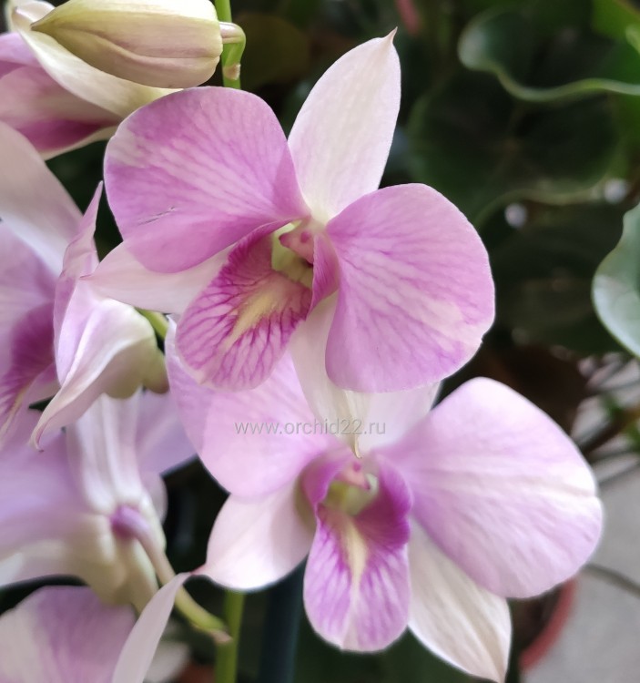 Орхидея Dendrobium (отцвел, деленка)