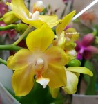 Орхидея Phalaenopsis Sogo Pride, multiflora (отцвел)