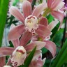 Орхидея Cymbidium midi (отцвёл)
