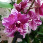 Орхидея Phalaenopsis pulcherrima hybrid      