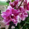 Орхидея Phalaenopsis pulcherrima hybrid      