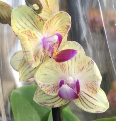 Орхидея Phalaenopsis peloric, mini (отцвел)