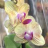 Орхидея Phalaenopsis peloric, mini (отцвел)