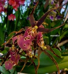 Орхидея Brassidium Shelob (отцвел)