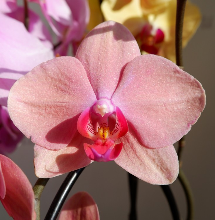 Орхидея Phalaenopsis Nadion (отцвел)