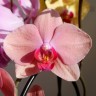 Орхидея Phalaenopsis Nadion (отцвел)
