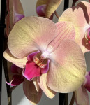 Орхидея Phalaenopsis Sammie Gold