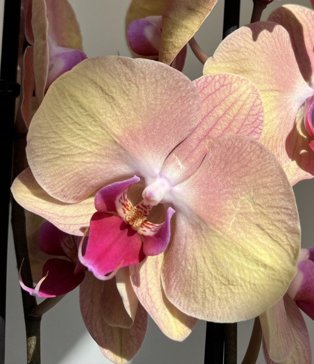 Орхидея Phalaenopsis Sammie Gold