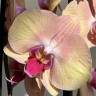 Орхидея Phalaenopsis Sammie Gold