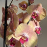 Орхидея Phalaenopsis Sammie Gold