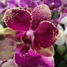Орхидея Phalaenopsis midi (отцвёл)
