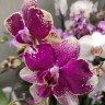 Орхидея Phalaenopsis midi (отцвёл)