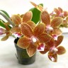 Орхидея Phalaenopsis Table Masterpiece, multiflora (отцвел)
