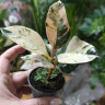 Фикус Elastica Shivereana Moonshine d-6см 