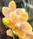 Орхидея Phalaenopsis multiflora (отцвел, РЕАНИМАШКА)   