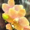Орхидея Phalaenopsis multiflora (отцвел, РЕАНИМАШКА)   