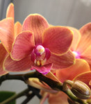 Орхидея Phalaenopsis Bolzano, multiflora 