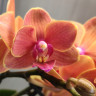 Орхидея Phalaenopsis Bolzano, multiflora 