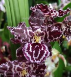 Орхидея Odontoglossum Margaret Holm (отцвела)