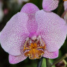 Орхидея Phalaenopsis Manhattan