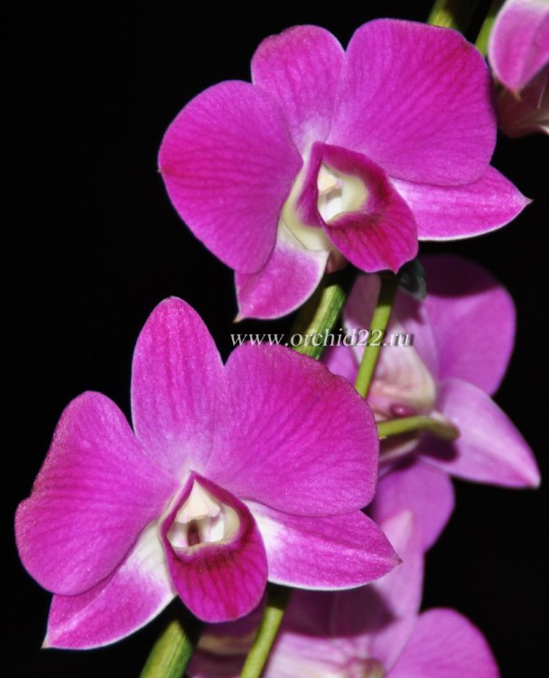 Орхидея Dendrobium (отцвел)