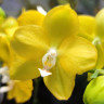 Орхидея Phal. Sogo Meili, multiflora (цветет, РЕАНИМАШКА)