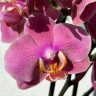Орхидея Phalaenopsis (цветет, РЕАНИМАШКА*)