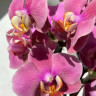 Орхидея Phalaenopsis (цветет, РЕАНИМАШКА*)