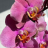 Орхидея Phalaenopsis (цветет, РЕАНИМАШКА*)