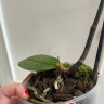 Орхидея Phalaenopsis (цветет, РЕАНИМАШКА*)