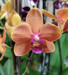 Орхидея Phalaenopsis Paprika, multiflora (отцвел)