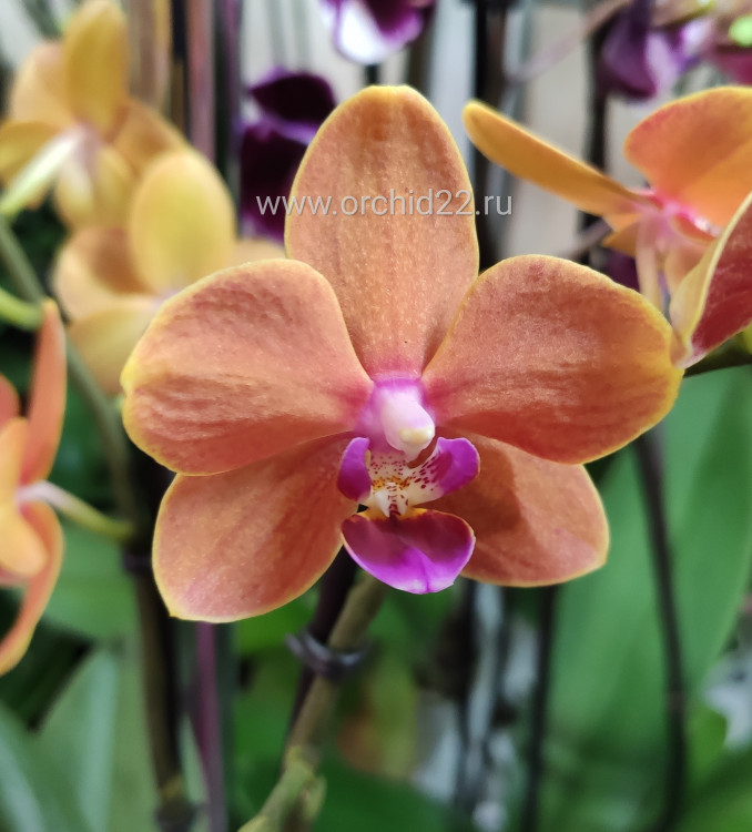 Орхидея Phalaenopsis Paprika, multiflora (отцвел)