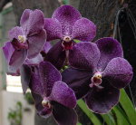 Орхидея Vanda Robert Delight Black 