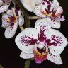 Орхидея Phalaenopsis, multiflora