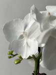 Орхидея Phal. Charming Crystal Water '1288', Big Lip (отцвел) 