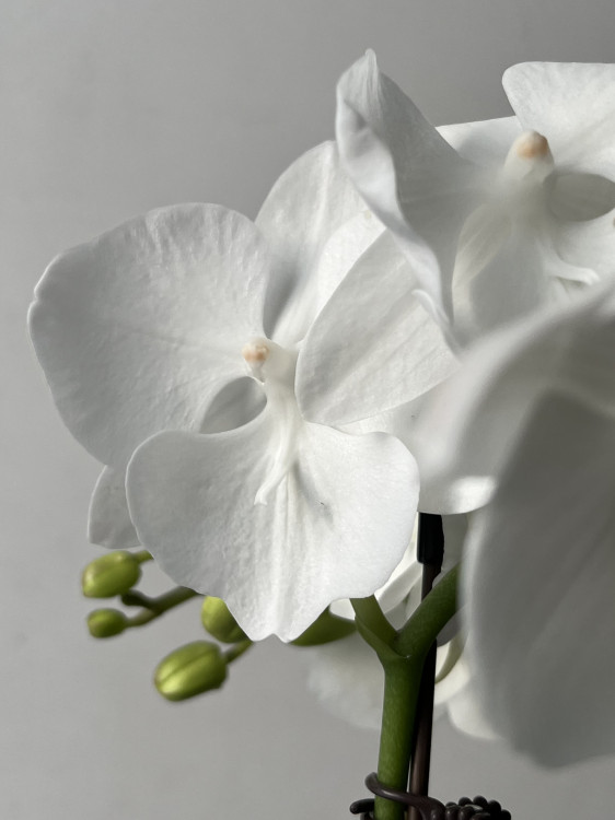 Орхидея Phal. Charming Crystal Water '1288', Big Lip (отцвел) 