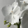 Орхидея Phal. Charming Crystal Water '1288', Big Lip (отцвел) 