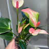 Anthurium Pearl Matata d-6см  