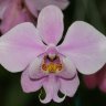 Орхидея Phalaenopsis schilleriana x sib (еще не цвел)