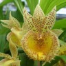 Орхидея Catasandra Jumbo Express (еще не цвёл)    
